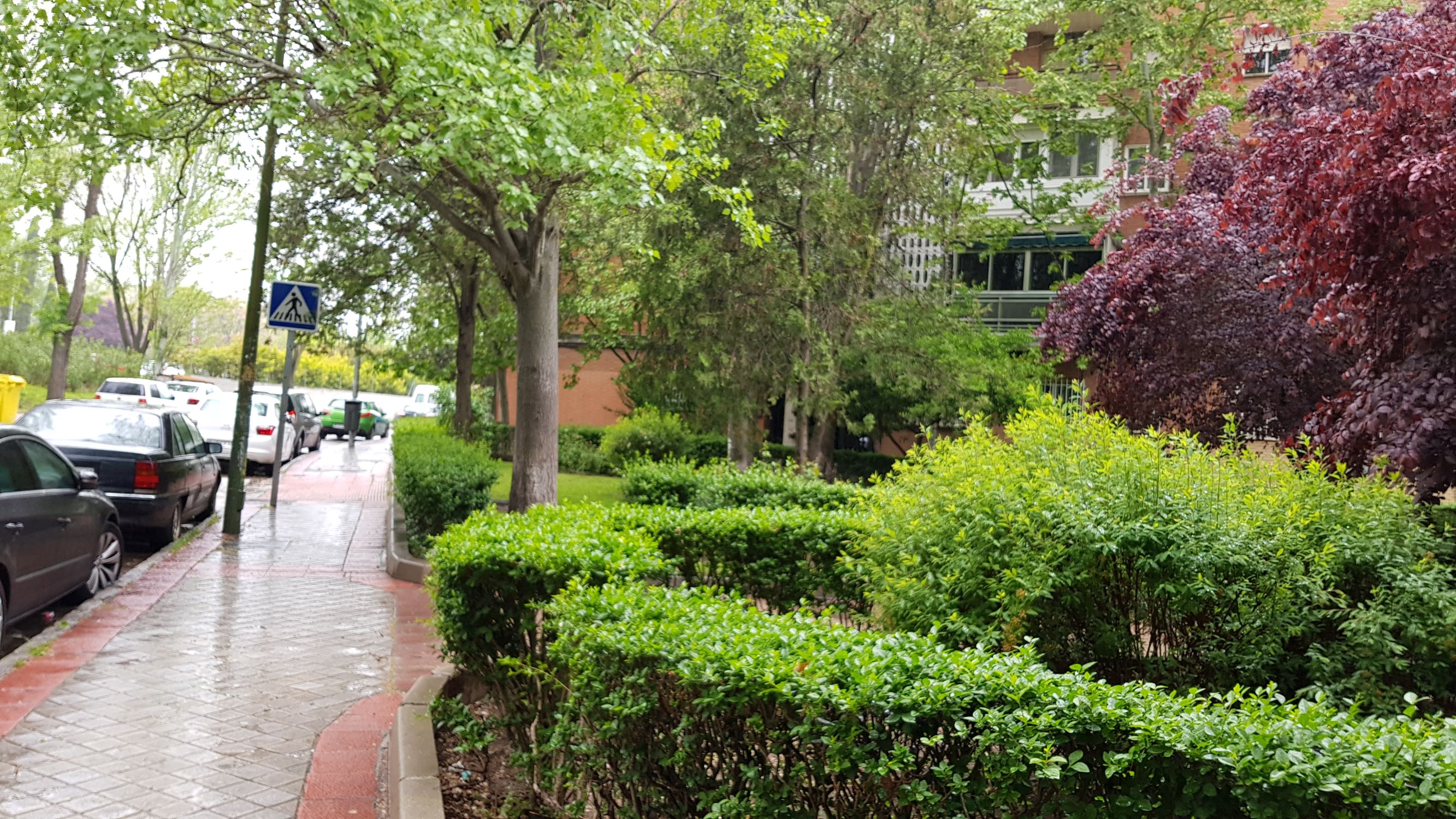 Jacobinia  (Colonia de la Prensa)